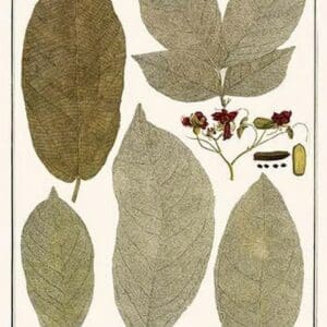 Deciduous Leaves from Various Plants by Albertus Seba - Art Print