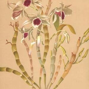 Dendrobium Ainsworth II by H.G. Moon #2 - Art Print