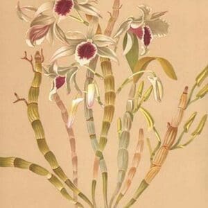 Dendrobium Ainsworth II by H.G. Moon - Art Print