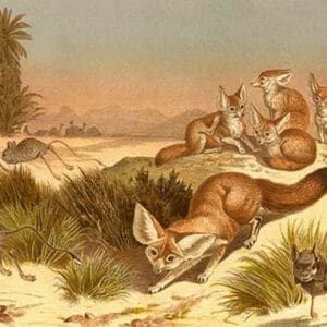Desert Fox by Friedrich Wilhelm Kuhnert - Art Print