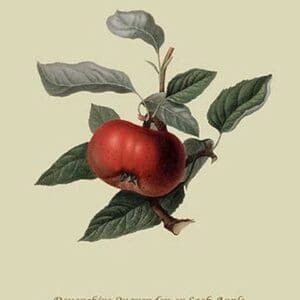 Devonshire Quarenden or Sack Apple by William Hooker #2 - Art Print
