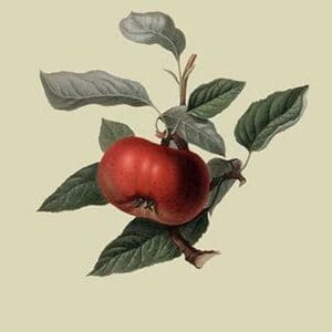 Devonshire Quarenden or Sack Apple by William Hooker - Art Print