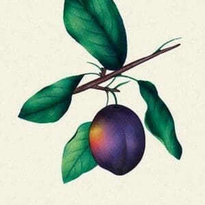 Duand's Purple Grapes - Art Print