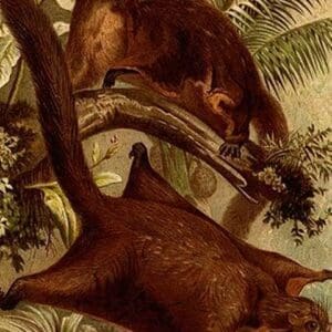 East Indian Flying Squirrel by Friedrich Wilhelm Kuhnert - Art Print