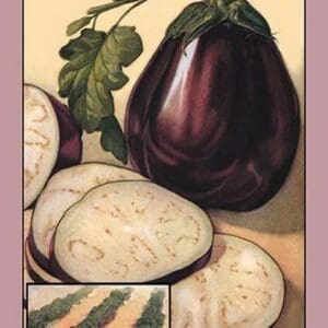 Eggplant - Art Print