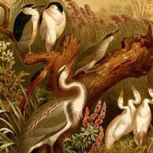 Egrets & Cranes by Friedrich Wilhelm Kuhnert - Art Print
