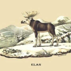 Elan by E. F. Noel - Art Print