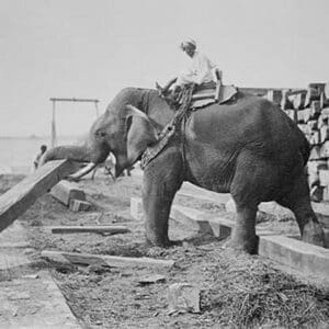 Elephant Moves Huge Logs for Indian Master and stack them in piles - Art Print