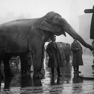 Elephant Turns Traffic Stop Sign in Intersection of Streets in the Nation's Capitol. - Art Print