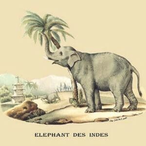 Elephant d'Inde by E. F. Noel - Art Print