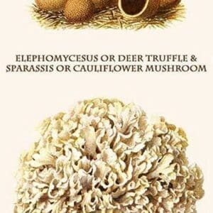 Elephomycesus Or Deer Truffle & Sparassis Or Cauliflower Mushroom By Edmund Michael - Art Print