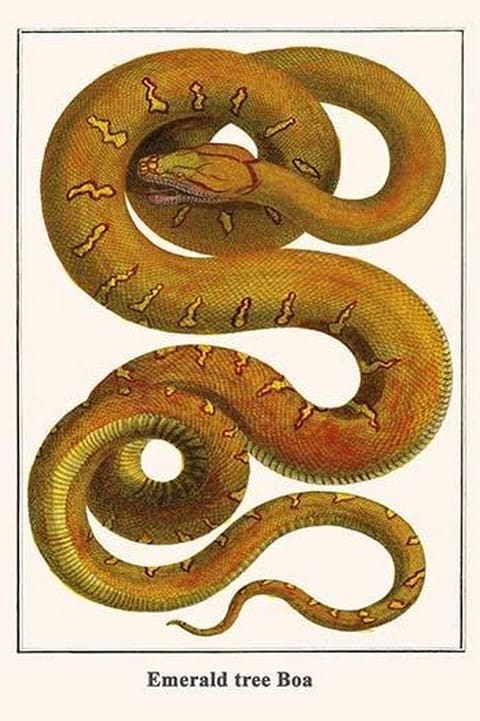 Printable Tree Boa Emerald tree Boa by Albertus Seba - Art Posters or Prints on Paper or ...