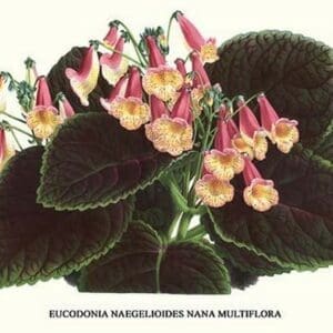 Eucodonia multiflora by Louis Benoit Van Houtte - Art Print