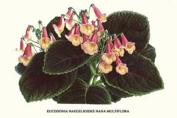 Eucodonia multiflora by Louis Benoit Van Houtte - Art Print