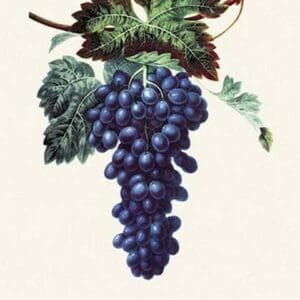 Eumelan Grapes - Art Print