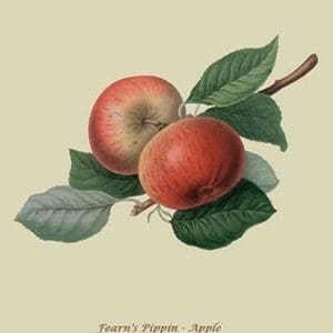 Fearn's Pippin - Apple by William Hooker #2 - Art Print
