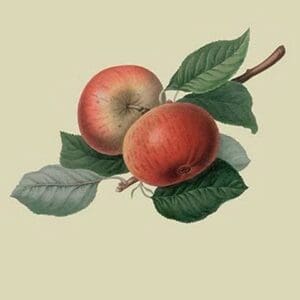Fearn's Pippin - Apple by William Hooker - Art Print
