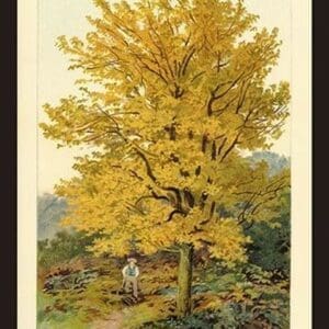 Field Maple by W.H.J. Boot - Art Print