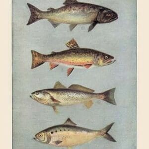 Fish - Art Print