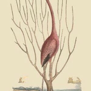Flamingo by Mark Catesby - Art Print