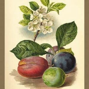 Flowers and Fruit of a Plum by W.H.J. Boot - Art Print