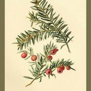 Flowers and Fruit of the Yew by W.H.J. Boot - Art Print