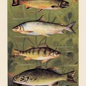 Freshwater Fish - Art Print
