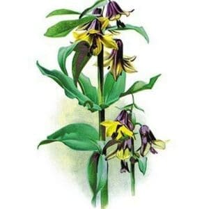 Fritallaria Discolor by H.G. Moon - Art Print