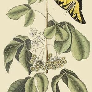 Frutex Virginianus & Caudatus Maximus Butterfly by Mark Catesby #2 - Art Print