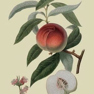 Galande Peach by William Hooker #2 - Art Print