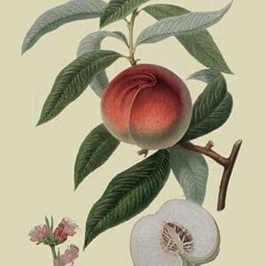 Galande Peach by William Hooker - Art Print