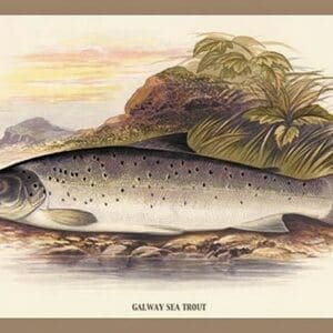 Galaway Sea Trout by A.F. Lydon - Art Print