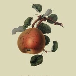 Gansel's Bergamot Pear by William Hooker #2 - Art Print