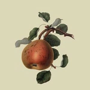 Gansel's Bergamot Pear by William Hooker - Art Print