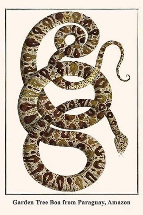 Printable Tree Boa Garden Tree Boa From Paraguay, Amazon By Albertus Seba - High Quality ...