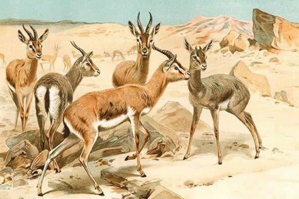 Gazelles by Friedrich Wilhelm Kuhnert - Art Print
