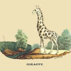 Giraffe by E. F. Noel - Art Print