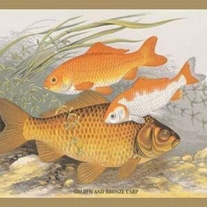 Golden and Bronze Carp by A.F. Lydon - Art Print