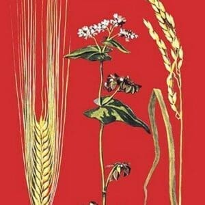 Grains: Barley