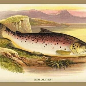 Great Lake Trout by A.F. Lydon - Art Print