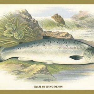 Grilse or Young Salmon by A.F. Lydon - Art Print