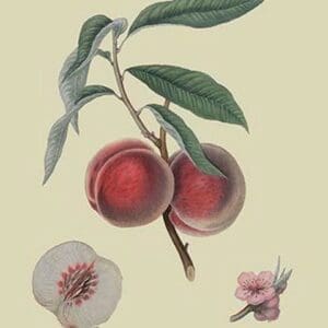 Gros Mignonne Peach by William Hooker #2 - Art Print