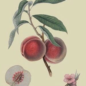 Gros Mignonne Peach by William Hooker - Art Print