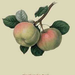 Hawthornden Apple - by William Hooker #2 - Art Print
