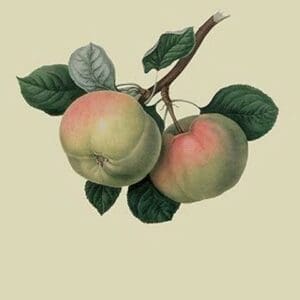 Hawthornden Apple - by William Hooker - Art Print