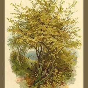 Hazel Tree by W.H.J. Boot - Art Print