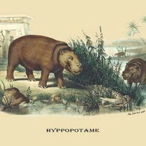 Hyppopotame (Hippopotamus) by E. F. Noel - Art Print