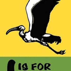 I is for Ibis by Charles Buckles Falls - Art Print
