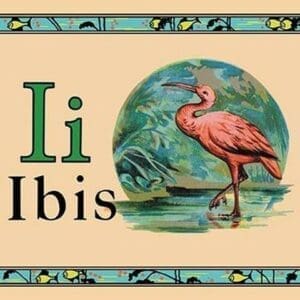 Ibis - Art Print