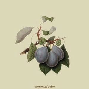 Imperial Plum by William Hooker #2 - Art Print